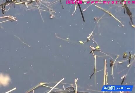 传统钓法杂草水域钓鲫鱼的选窝和逗钓技巧(图2)