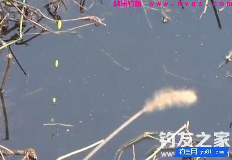 传统钓法杂草水域钓鲫鱼的选窝和逗钓技巧(图3)