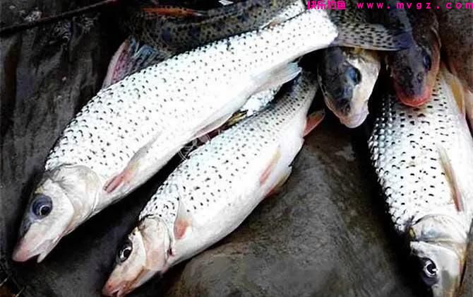 野河，最好钓七种鱼排名及钓法(图7)