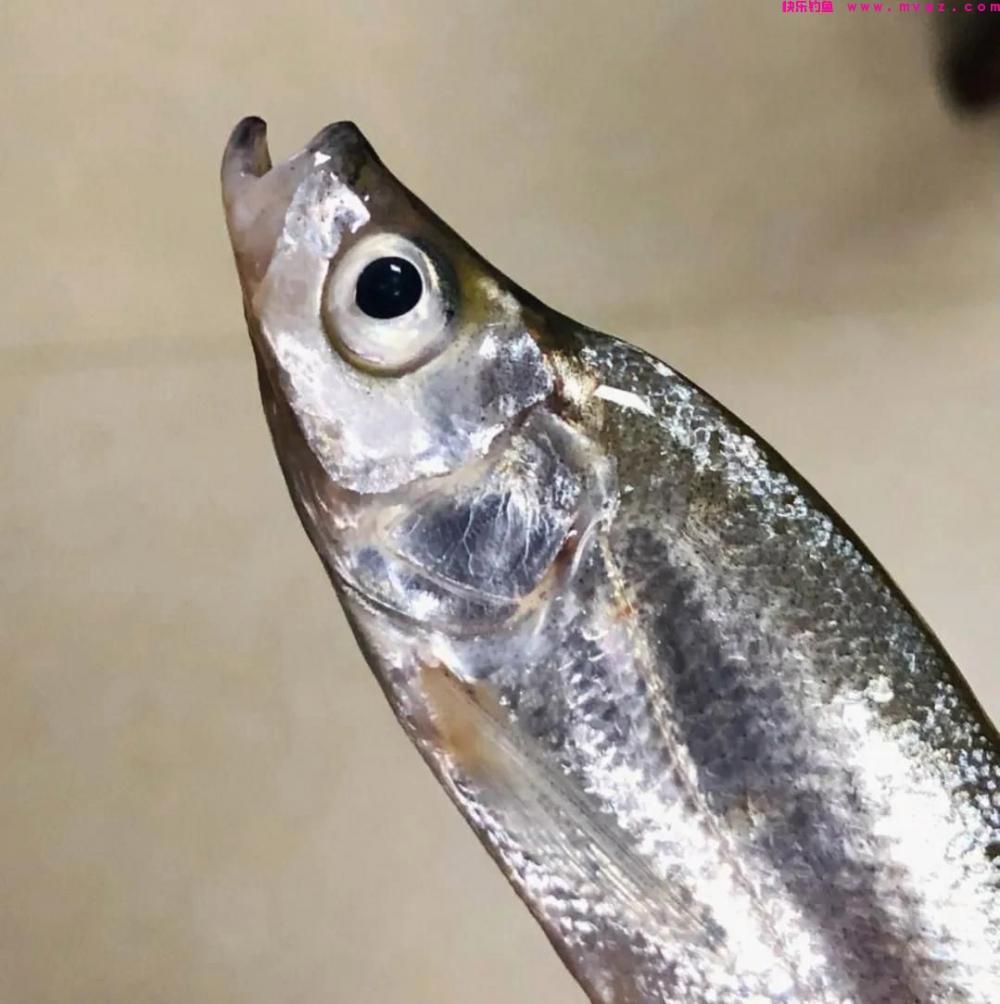 野河，最好钓七种鱼排名及钓法(图6)