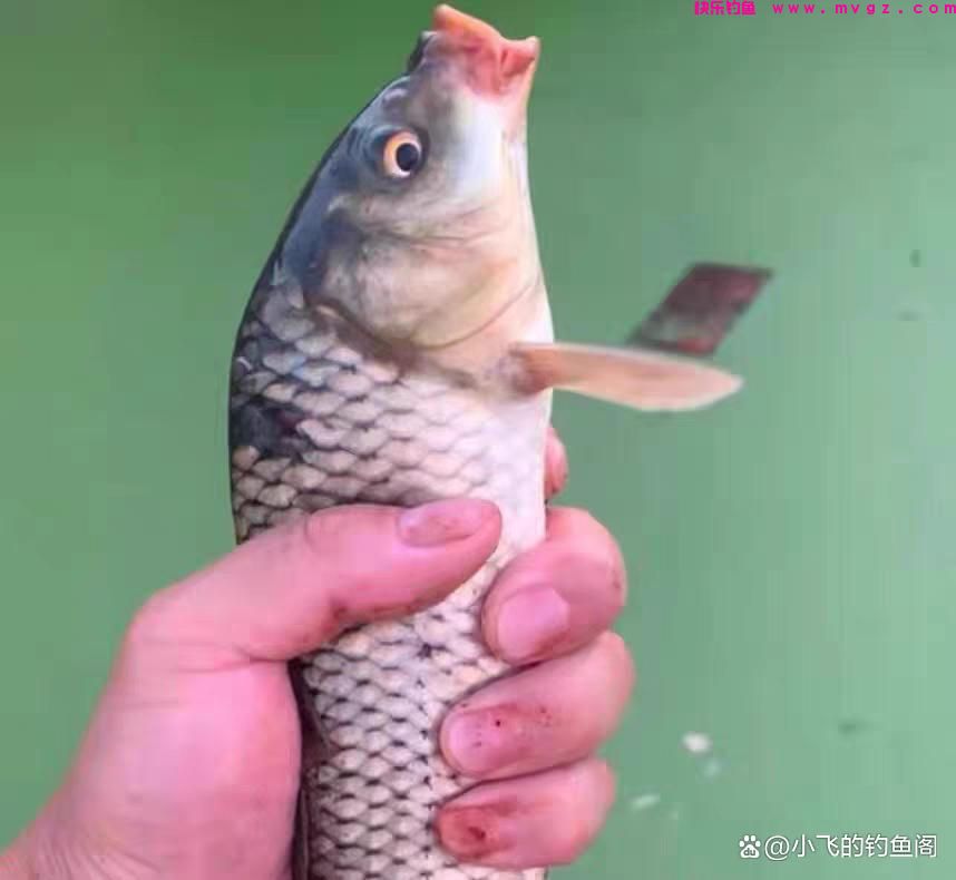 开鲤鱼饵的小技巧，按照此方法，咬钩的都是大家伙，野河屡试不爽(图2)