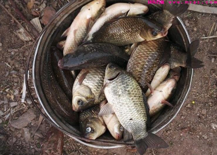 用蚯蚓钓不到鱼？不知道这5个技巧，鱼再多也很难钓到(图3)