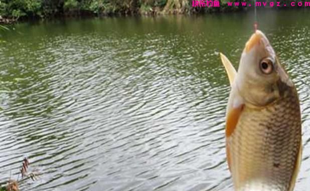 什么时候吃透了钓鱼的这5个经验技巧，新手就能升级成老手了(图4)