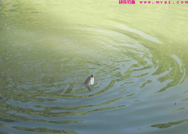 钓鱼是门艺术！懂得这些野钓技巧，才算是真正的钓鱼高手(图2)