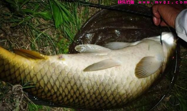 10年钓龄总结出4条垂钓经验，希望广大钓友少走这些弯路！(图5)