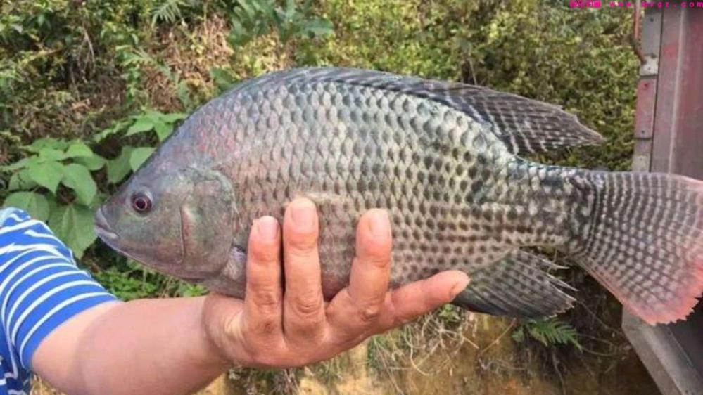 广东黑坑大非5到10斤的钓法(图2)