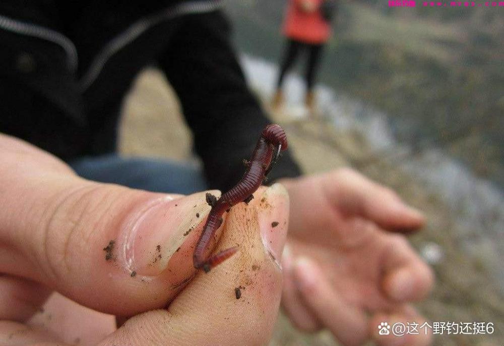 春季饵料的选择与应变！朴实经验让你轻松享受钓鱼，少走几年弯路(图4)