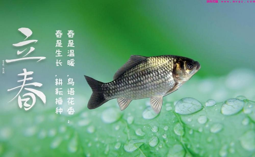 春季野钓也有规律，技巧跟着节气走，不愁鱼不上钩(图1)