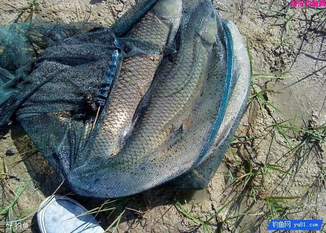 钓大鲤鱼你不能错过的饵料配方(图2)