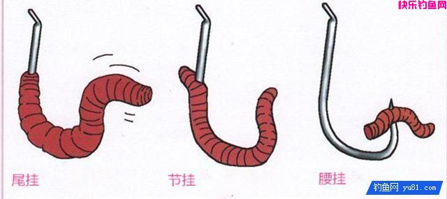 几种用蚯蚓挂钩的方法——图文详解(图3)