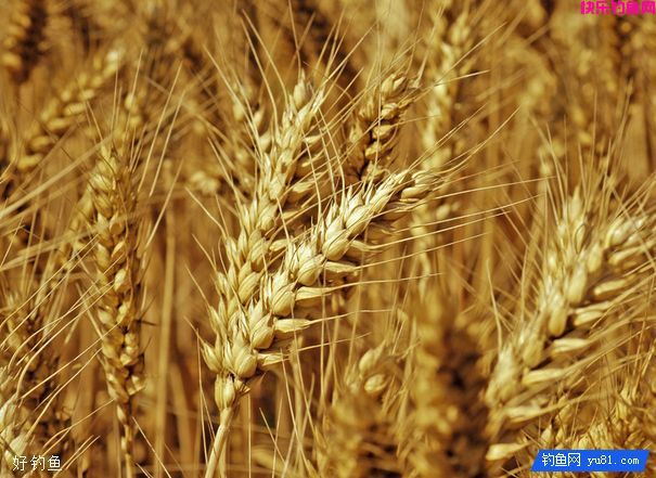 天然谷物做饵料，打窝诱钓两不误(图1)