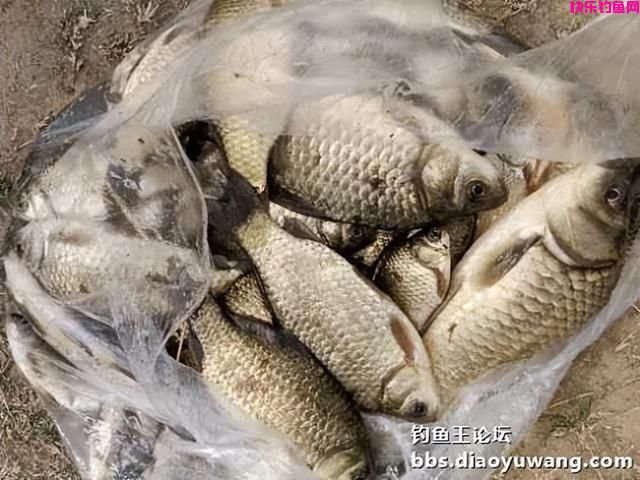 野钓“屁股定律”是无上定律，但还得有好饵料加持(图9)