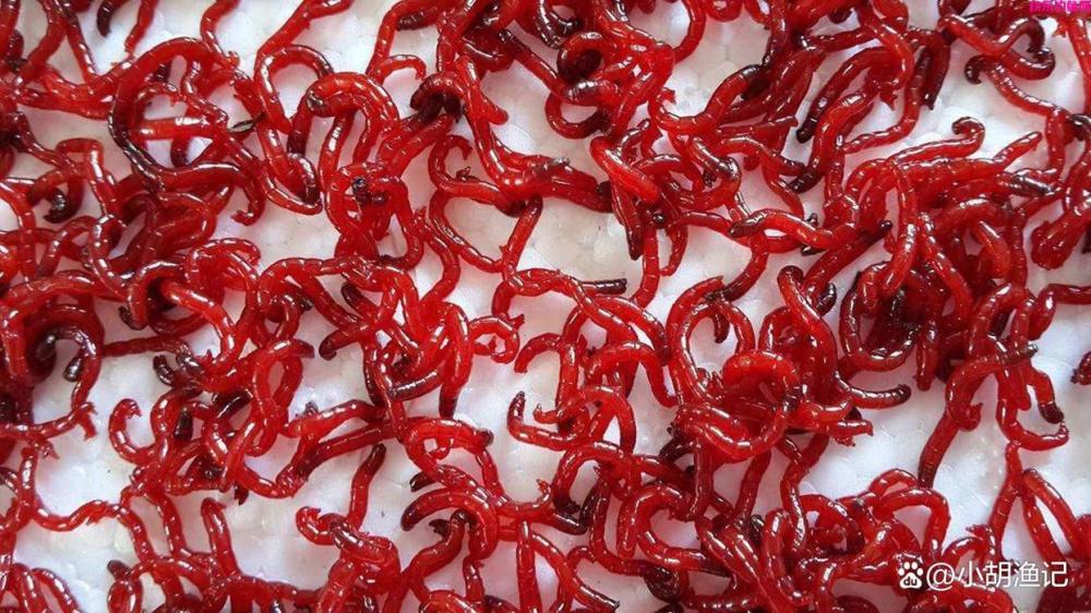 红虫钓鱼对人有害？不要再盲目听信了，以至于错过了最好的饵料！(图3)