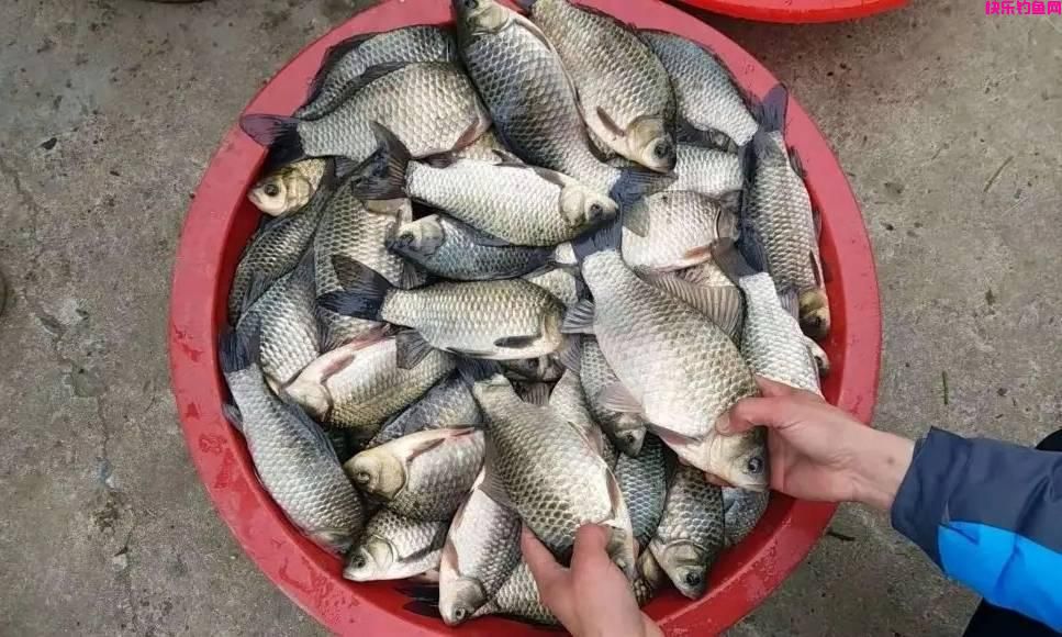 春季野钓鲫鱼“饵料”排行榜，用什么饵料鱼口好，查一查就知道了(图8)