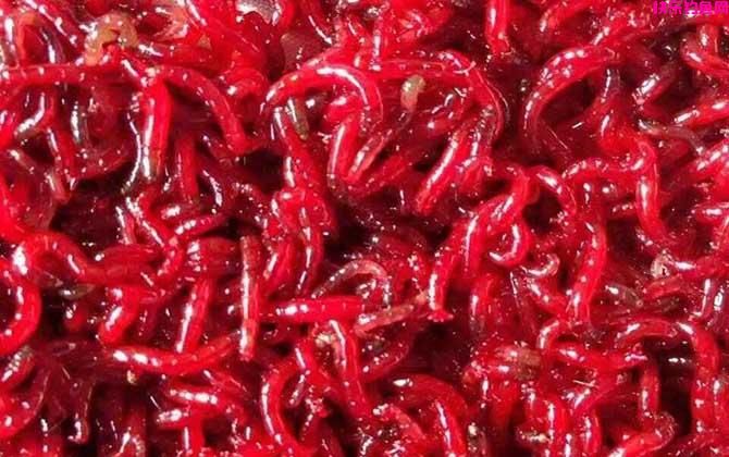 野钓用什么饵料好？(图3)