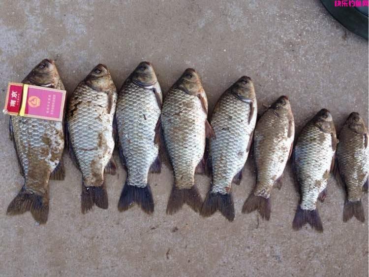 夏季野钓超好用的五款“天然饵料”，只有对症下药才能鱼口不断(图3)