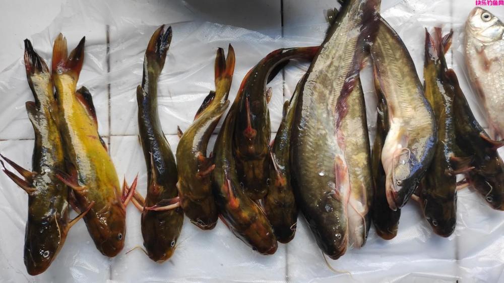 夏季野钓超好用的五款“天然饵料”，只有对症下药才能鱼口不断(图4)