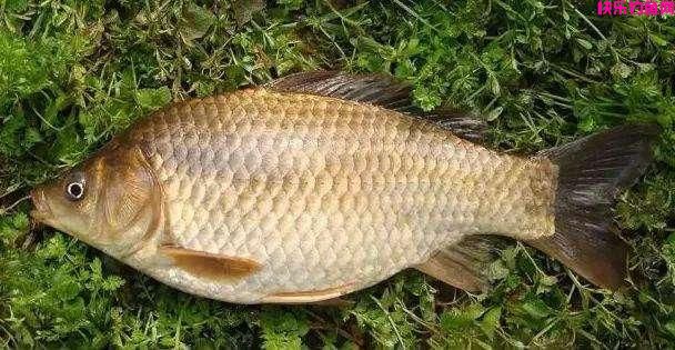 夏季野钓超好用的五款“天然饵料”，只有对症下药才能鱼口不断(图5)