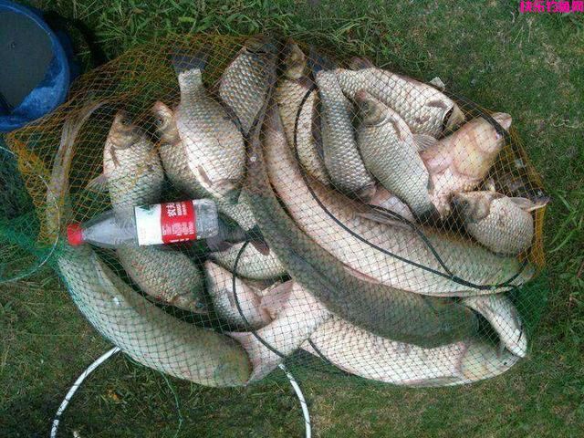 钓鲤鱼却遭遇鲢鳙闹窝，如何解决？详解野钓时避开鲢鳙的作钓技巧(图6)