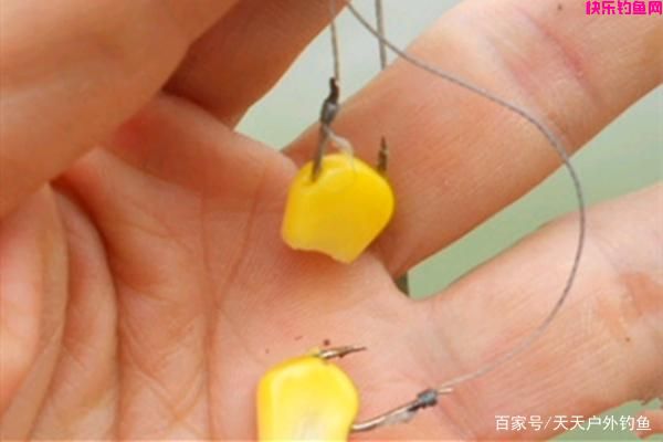素饵之王，玉米饵料的8种配方，夏季野钓大鱼必备饵料！(图2)