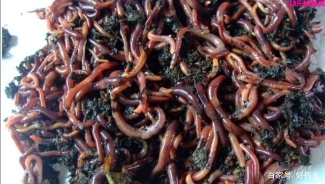 野钓常用好饵料有哪些？推荐的一些饵料，效果经过广大钓友验证(图2)