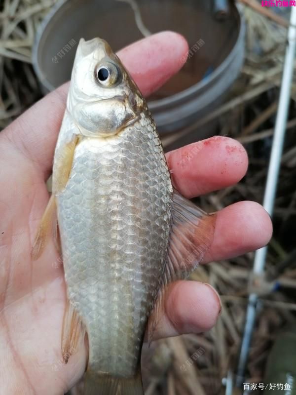 野钓常用好饵料有哪些？推荐的一些饵料，效果经过广大钓友验证(图1)