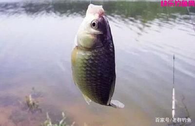今天介绍七种野钓的饵料在秋季稳稳当当的钓大鱼(图2)
