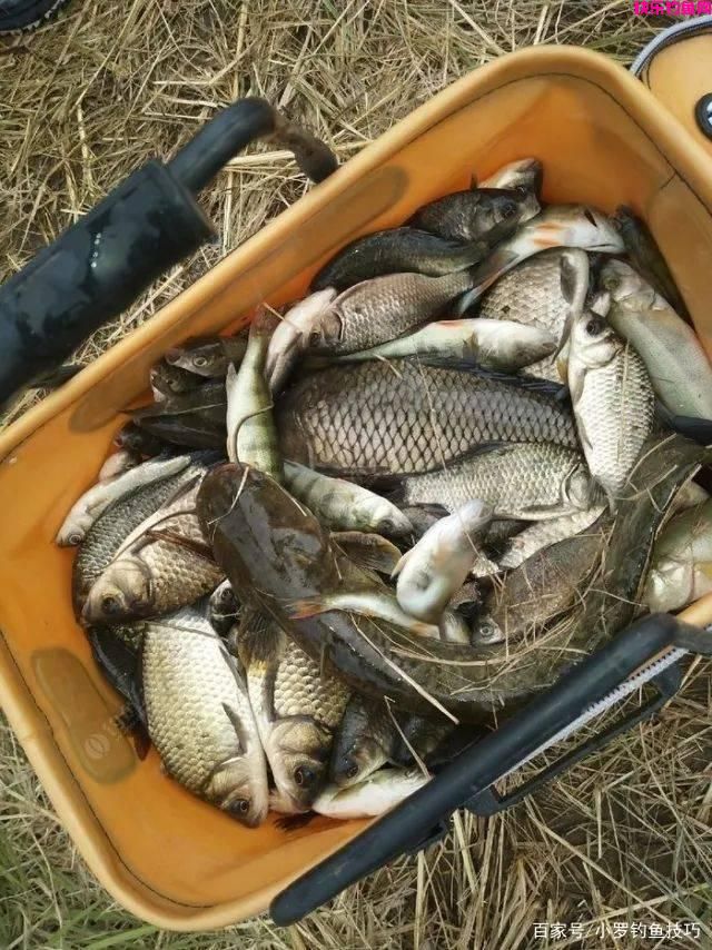 春季钓鱼饵料味型如何选？(图2)