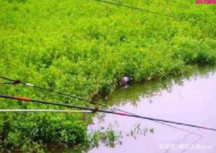真香！野钓用这6种“天然饵”，“零成本”也能连竿到手软(图6)