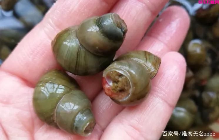 真香！野钓用这6种“天然饵”，“零成本”也能连竿到手软(图7)