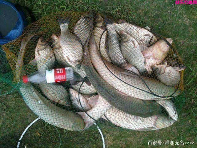 真香！野钓用这6种“天然饵”，“零成本”也能连竿到手软(图8)