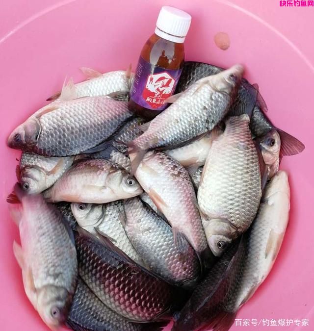 野钓鲫鱼饵料配方大全(推荐)(图3) 野钓鲫鱼饵料配方大全(推荐)(图3)