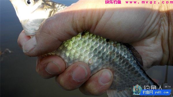 渔道4米5台钓超硬竞技竿评测分析(图25)