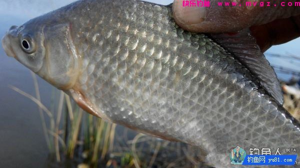 渔道4米5台钓超硬竞技竿评测分析(图26)
