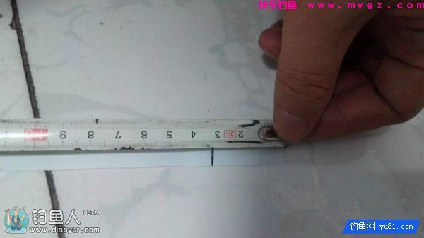 金琥珀3.0米鱼竿的测评(图24)