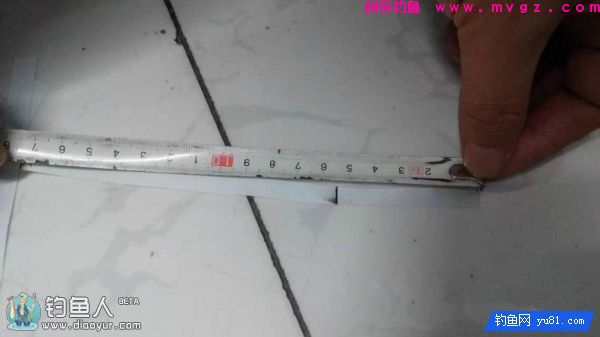 金琥珀3.0米鱼竿的测评(图22)