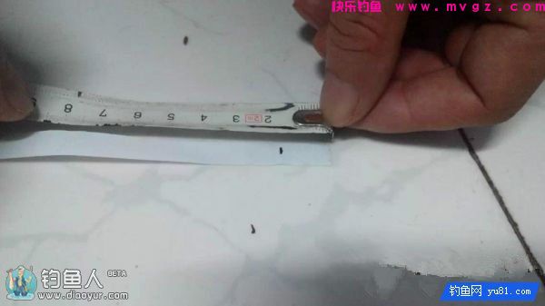 金琥珀3.0米鱼竿的测评(图34)