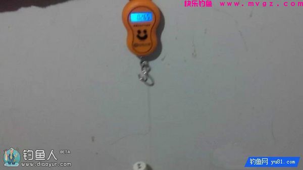 金琥珀3.0米鱼竿的测评(图45)