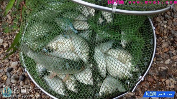 金琥珀3.0米鱼竿的测评(图58)