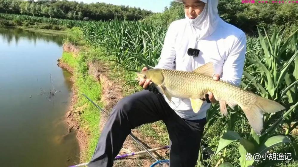 初夏钓草鱼,只要掌握好这五个技巧,大草鱼其实并不难钓!(图8) 初夏钓草鱼,只要掌握好这五个技巧,大草鱼其实并不难钓!(图8)