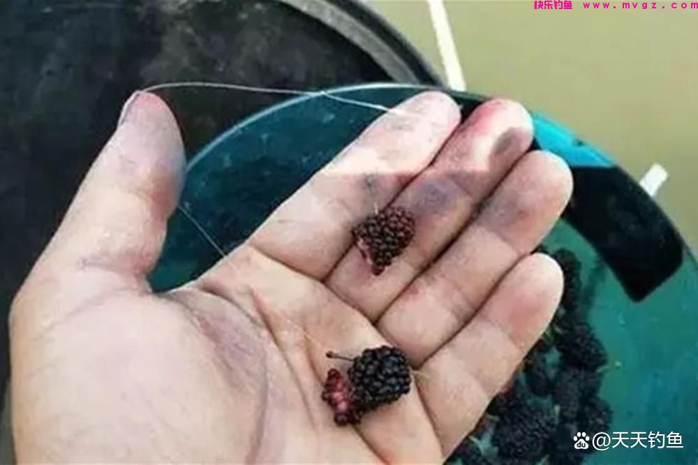 浮钓草鱼,挂饵的方法很关键,否则提竿全是“空枪”(图2) 浮钓草鱼,挂饵的方法很关键,否则提竿全是“空枪”(图2)