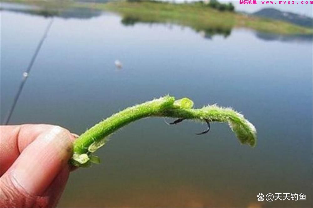 浮钓草鱼,挂饵的方法很关键,否则提竿全是“空枪”(图4) 浮钓草鱼,挂饵的方法很关键,否则提竿全是“空枪”(图4)
