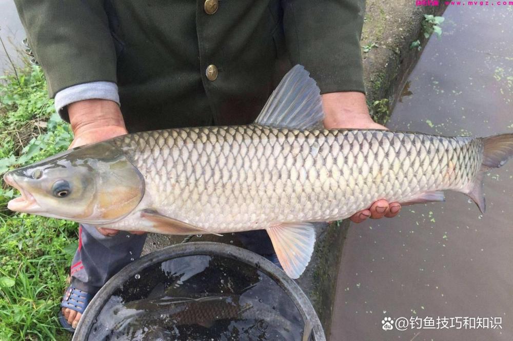 钓草鱼的4个秘诀，选饵、诱鱼、促食和留鱼，四招必杀技(图2)