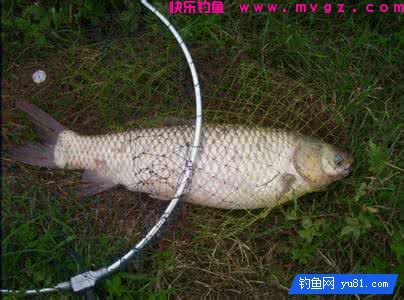 草鱼的饵料选择与打窝技巧(图3)