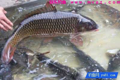玉米饵料:生玉米还是熟玉米更有效?(图2) 玉米饵料:生玉米还是熟玉米更有效?(图2)