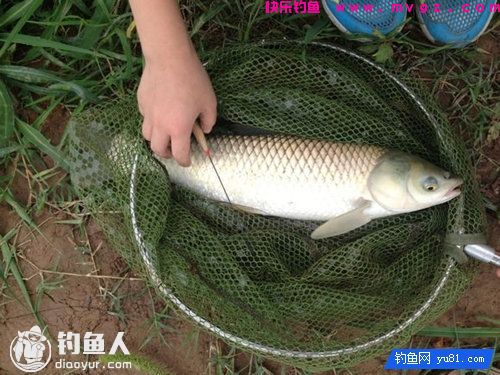 草鱼的习性与四季钓草鱼的拉饵配置技巧(图1)