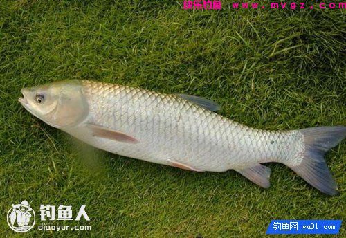 钓草鱼的三种常见天然钓饵(图1) 钓草鱼的三种常见天然钓饵(图1)