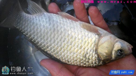 化绍新钓鲫鲢草鱼的饵料配方与授课笔记(图1)