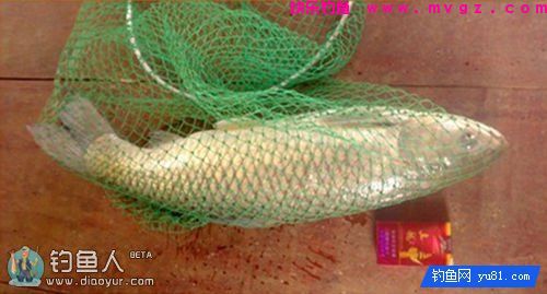 玉米颗粒捏软钓草鱼效果好(图3)