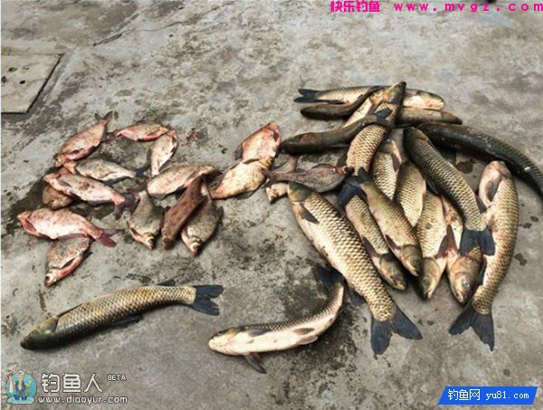 自制屡战屡爆的草鱼、鳊鱼窝料(图6)